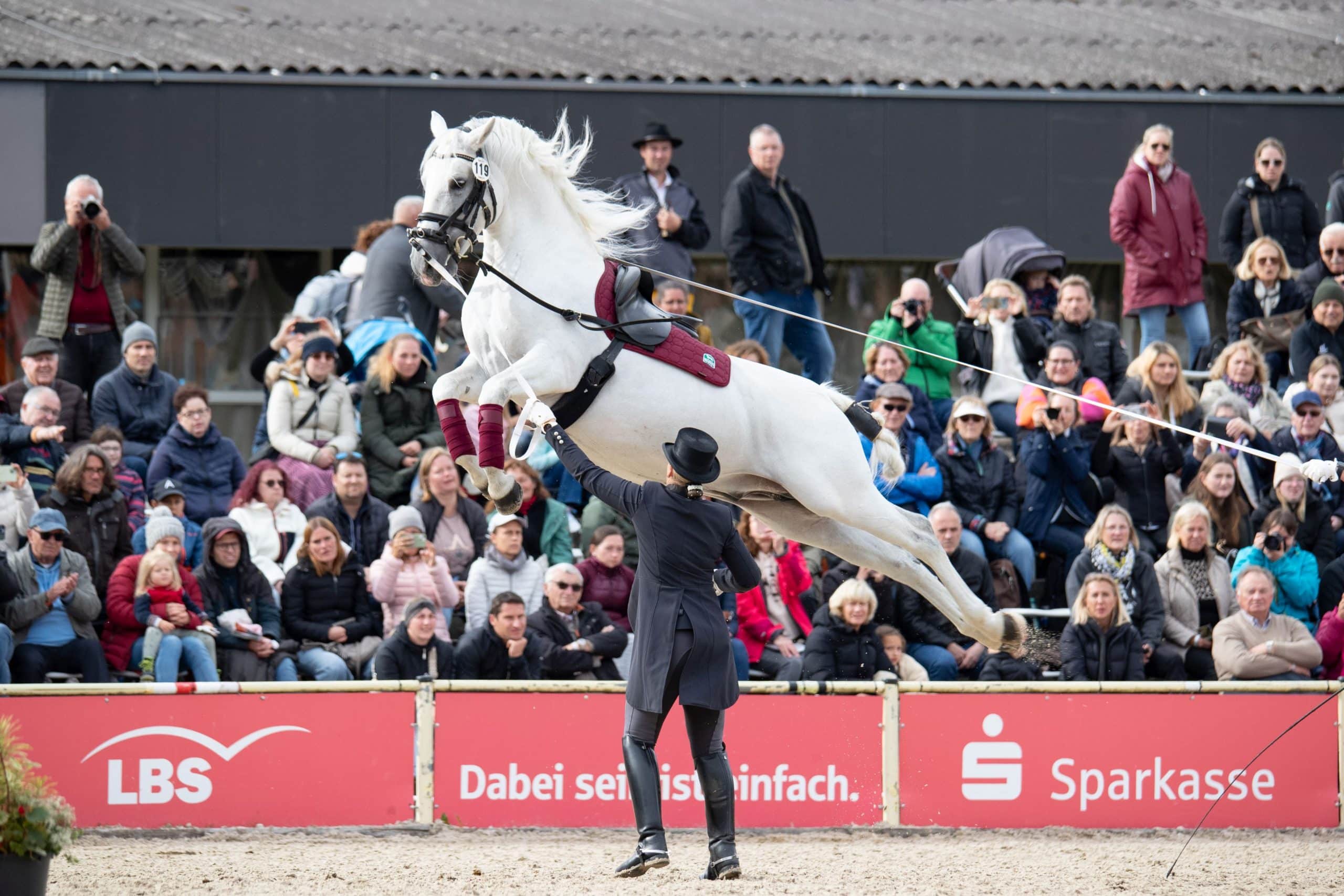 „Schulen über der Erde“: Lipizzanerhengst in der Kapriole (Foto: Oliver Seitz)