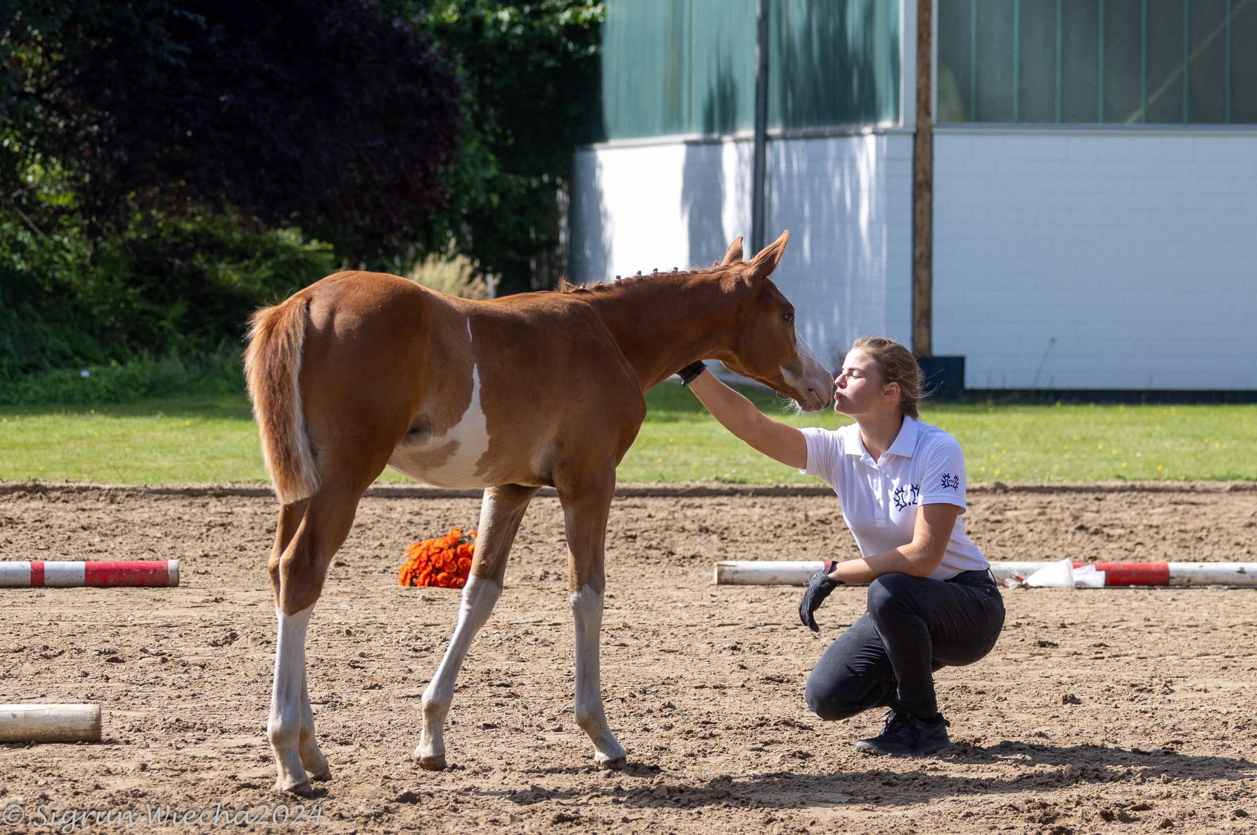 Trakehner Fohlen Onlineauktion vom 30. September bis 6. Oktober: Die „Edition Herzenspferd“ stellt neben Sportlichkeit und Disziplineignung das Top-Interieur der Kollektion in den Fokus. Foto: Sigrun Wiecha