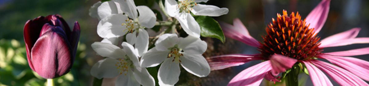 Hortlax trädgårdssällskap