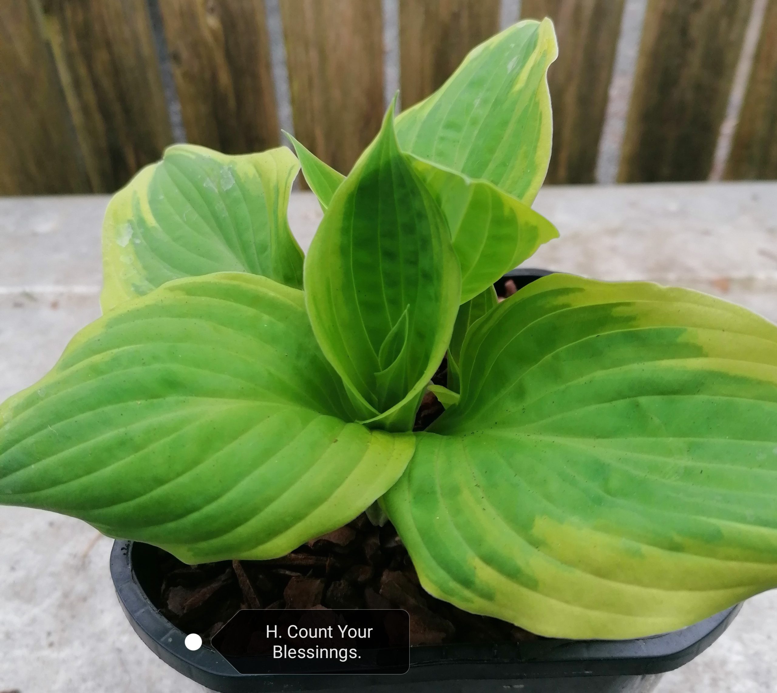 count-your-blessings-hosta-danmark