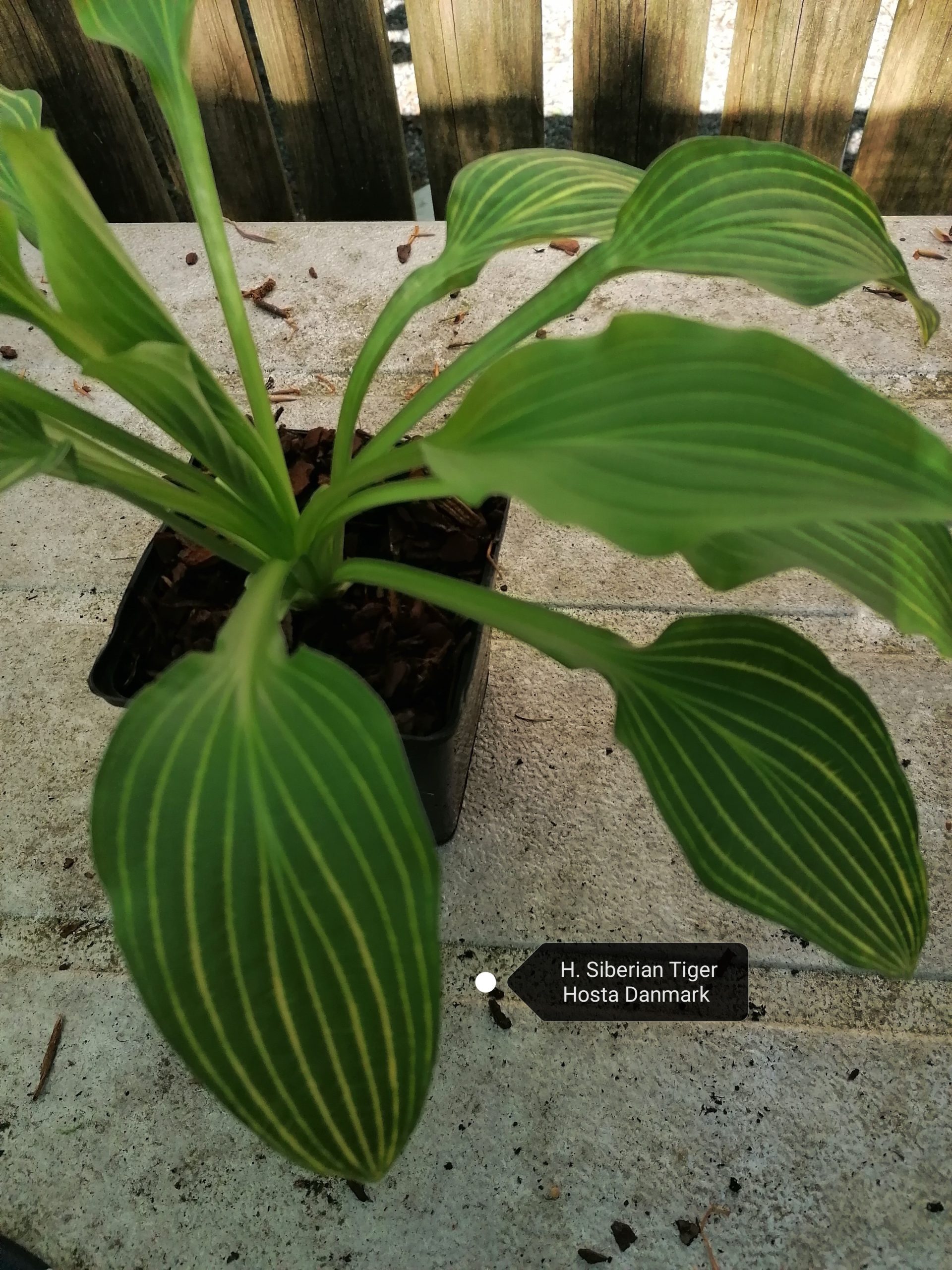Siberian Tiger Hosta Danmark