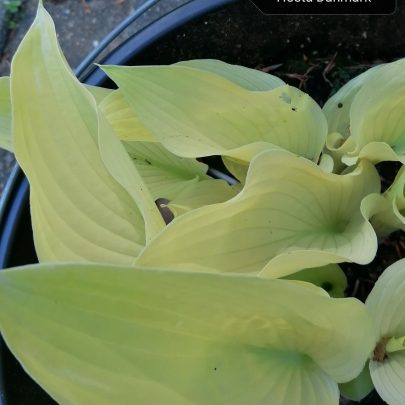 Spring Ghost