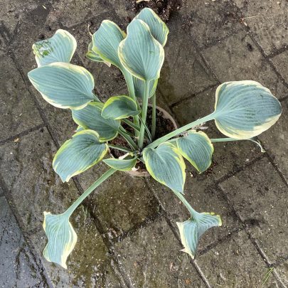 First Frost