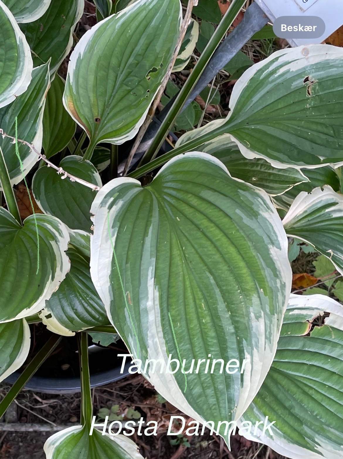 Tamborine