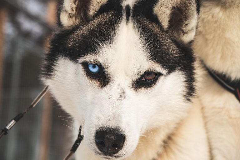 dog sledding, hundsläde i kiruna