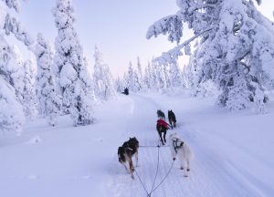 dog sledding kiruna