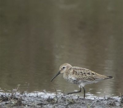 bonte strandloper