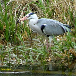 foto blauwe reiger