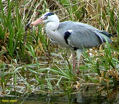 foto blauwe reiger