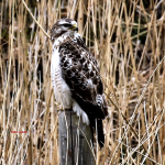 buizerd