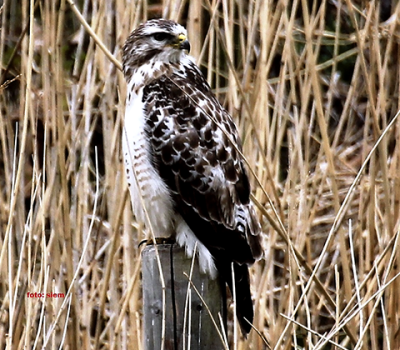 buizerd