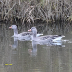 grauwe gans