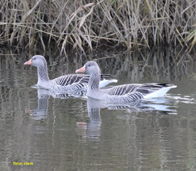 grauwe gans