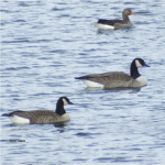 grote canadese gans