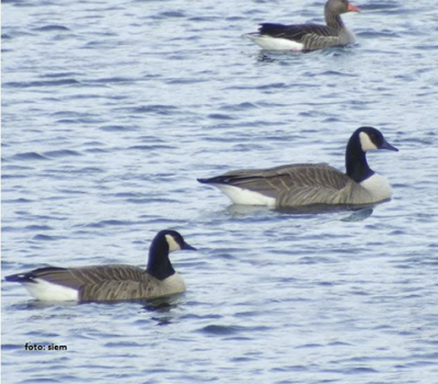 grote canadese gans