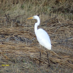 grote zilverreiger