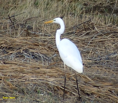 grote zilverreiger