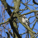 kleine bonte specht