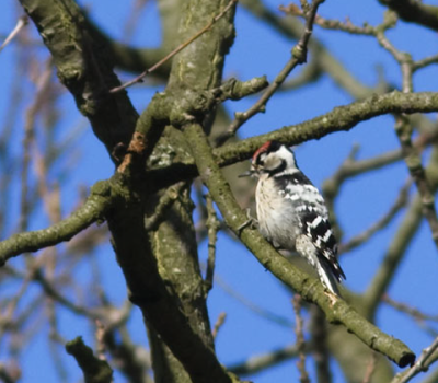 kleine bonte specht