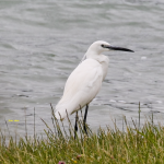 kleine zilverreiger