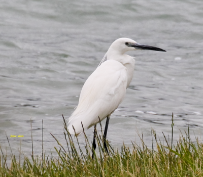 kleine zilverreiger