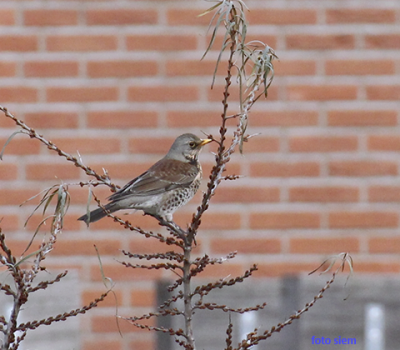 kramsvogel
