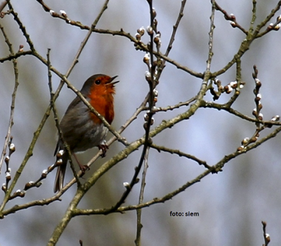 roodborst