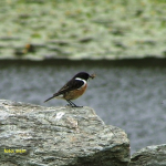 Roodborst Tapuit roodborst tapuit