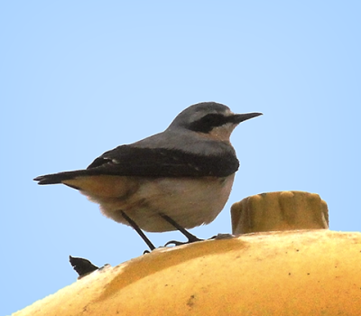 tapuit