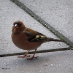 vink