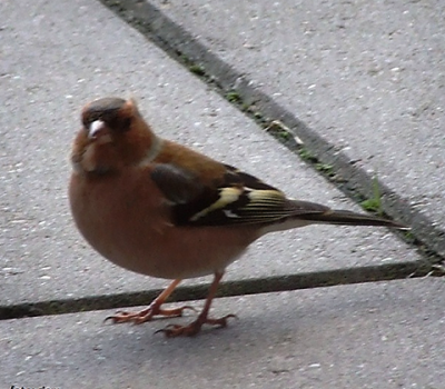 vink