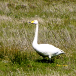 wilde zwaan