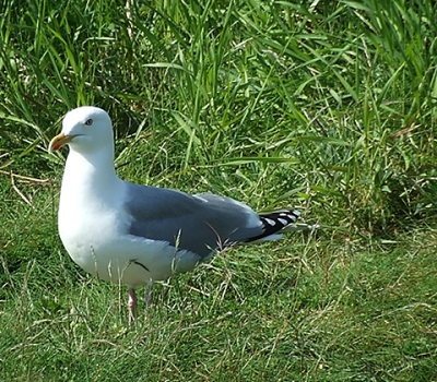 zilvermeeuw