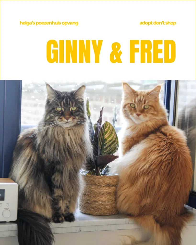 GINNY & FRED 1