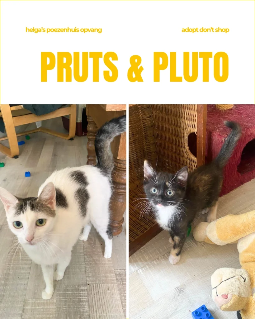 PRUTS & PLUTO 1