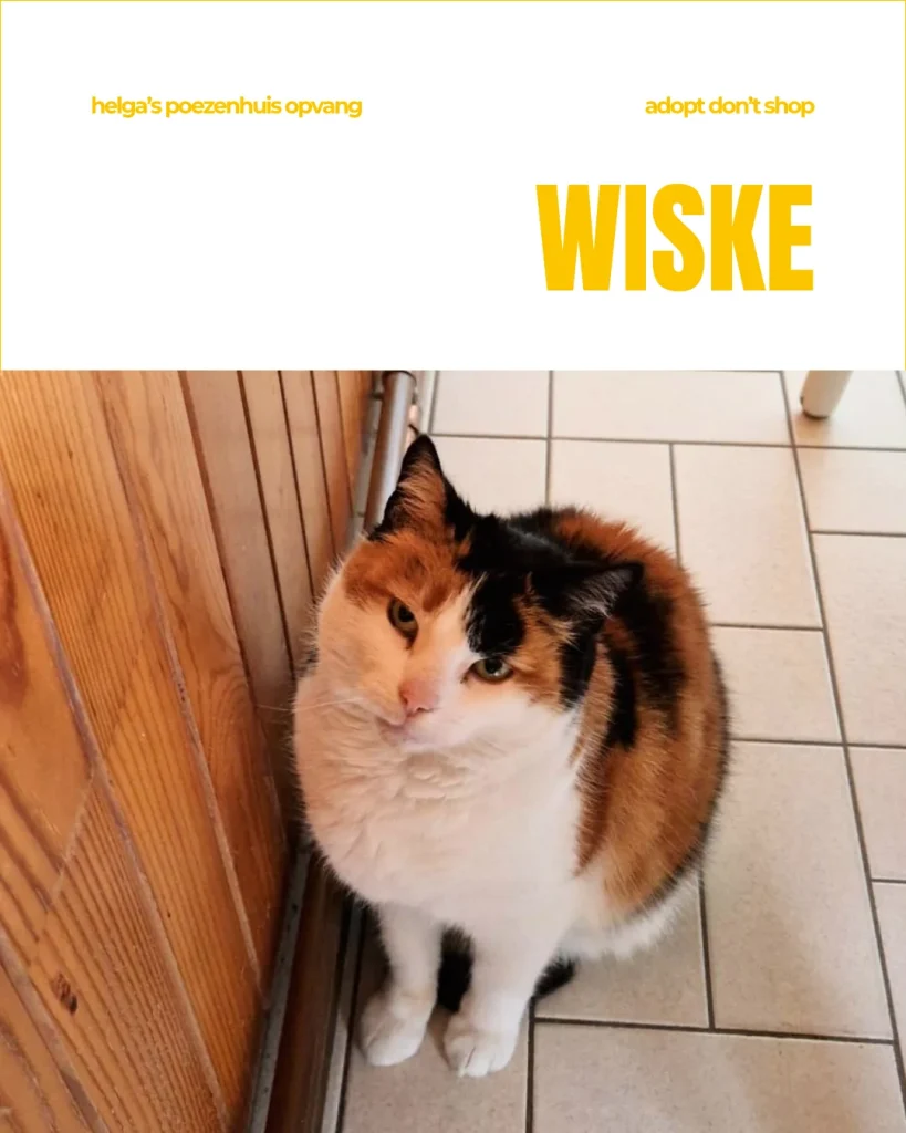 WISKE 1