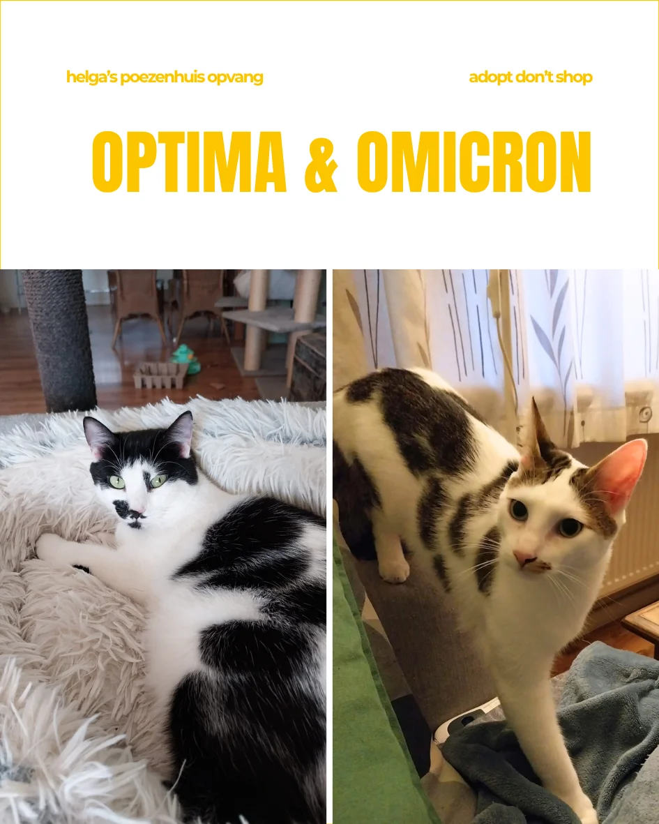 OPTIMA & MICRON1
