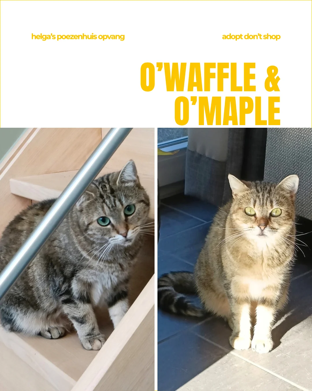 O'WAFFLE & O'MAPLE1