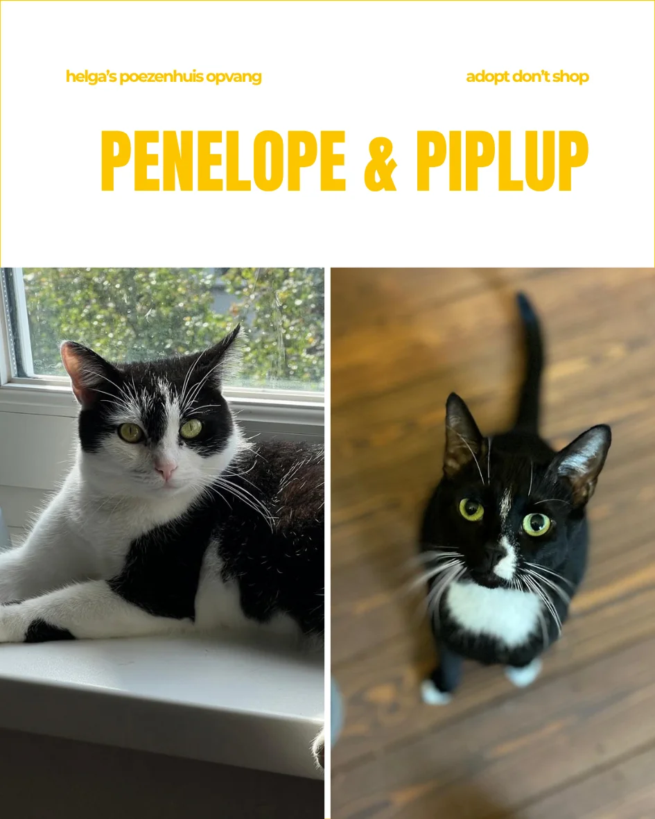 PENELOPE&PIPLUP1