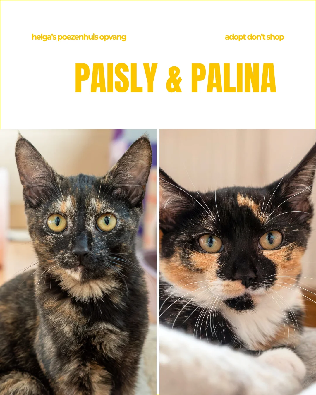 PAISLY & PALINA 1