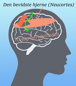 Bevidst-/ubevidst hjerne