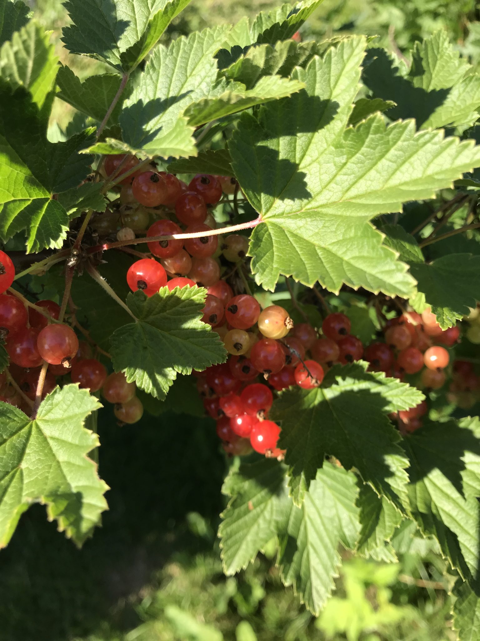 Our red currants are more than 20 years old. I will try to get some to grow in a hugelkultur bed next year.