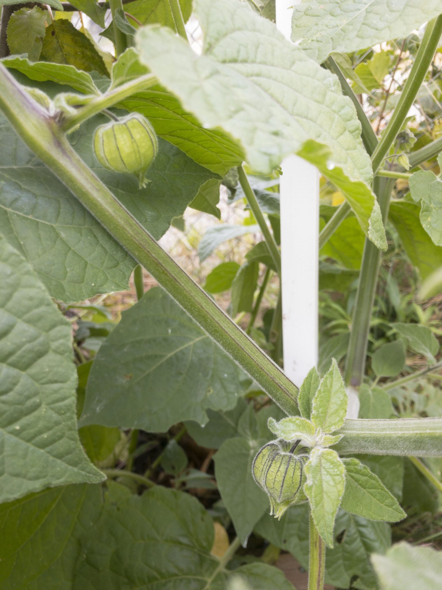 We tried to grow physalis in our hugelkultur bed