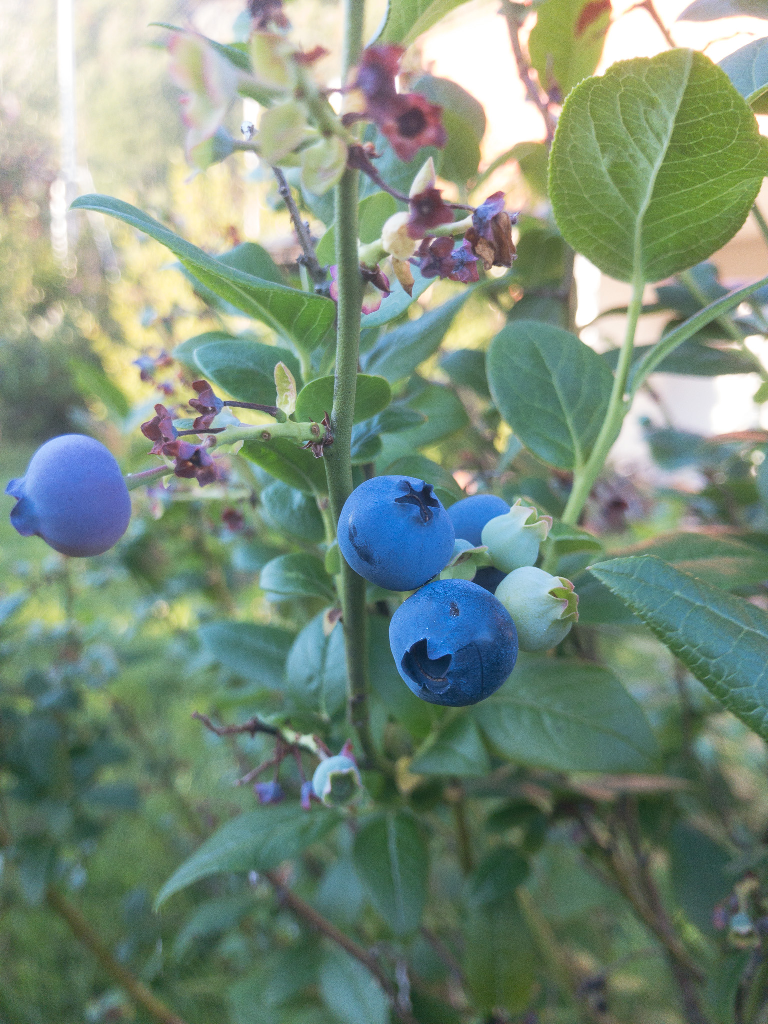 One of our blueberry bushes