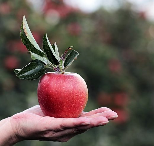 what is a food forest garden?