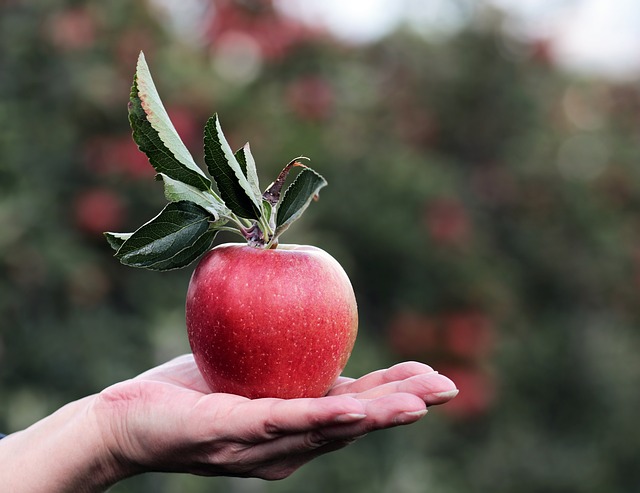 what is a food forest garden?