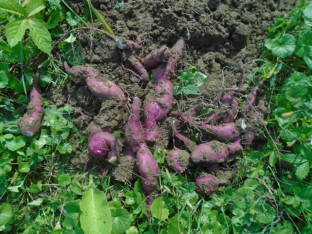 Root vegetables - sweet potato