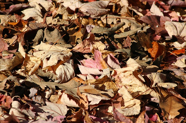 Mulching with fall leaves
