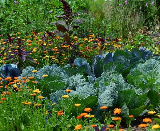 Which Vegetables To Plant In Hugelkultur beds?