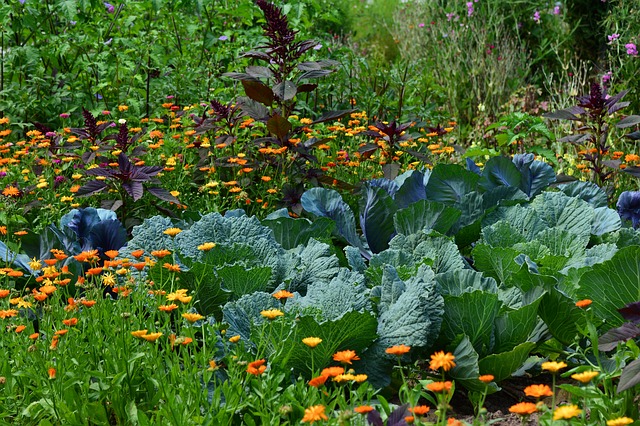 Which Vegetables To Plant In Hugelkultur beds?